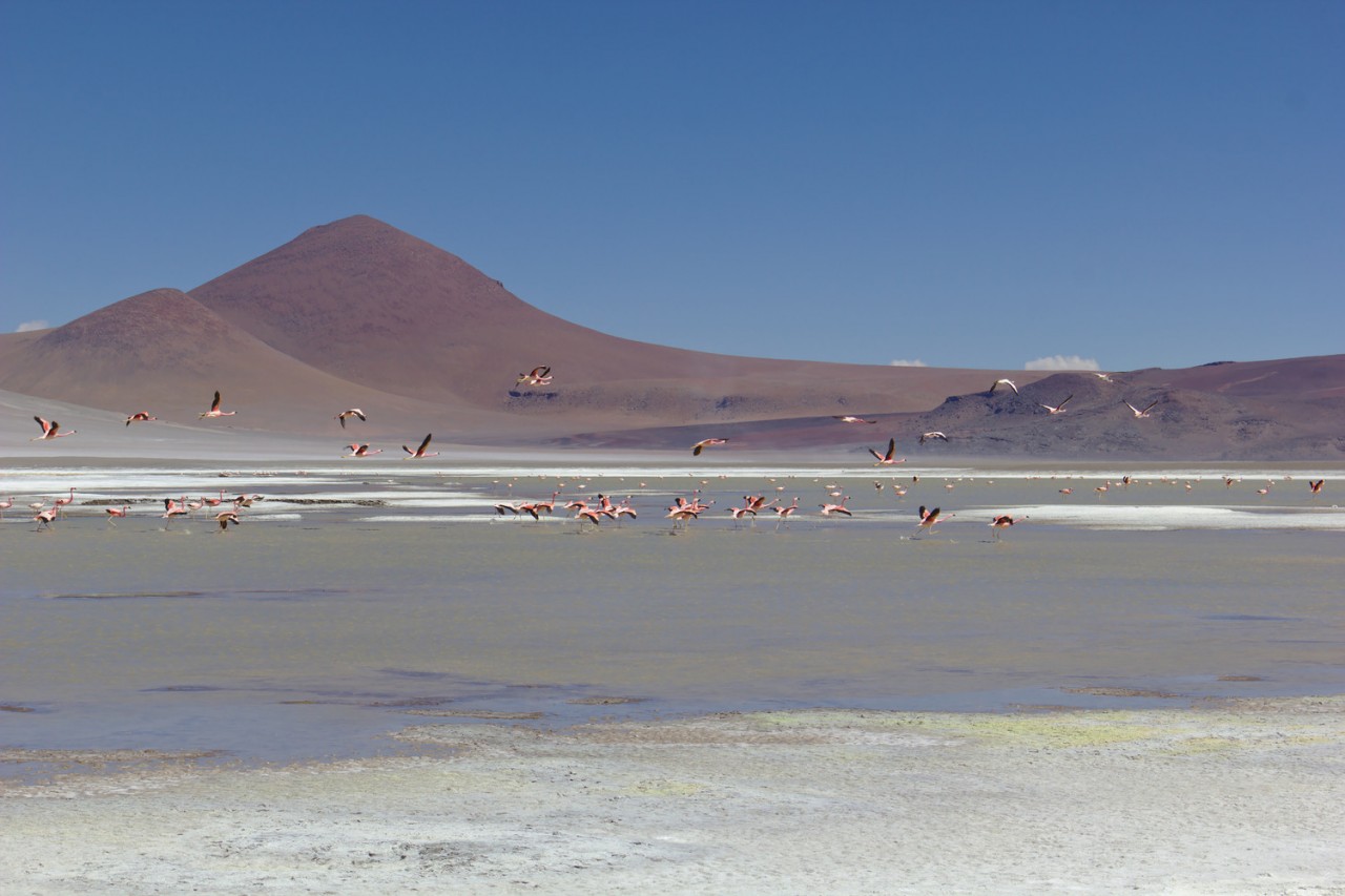 Reserva Nacional Los Flamencos | Matthew Petroff