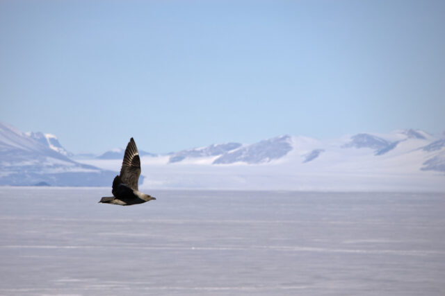 A brown skua bird flies in the foreground, with ice and snow-covered mountains in the background.