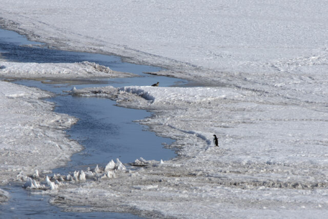 A penguin and a skua are on the ice at the edge of a large water-filled crack in the sea ice.