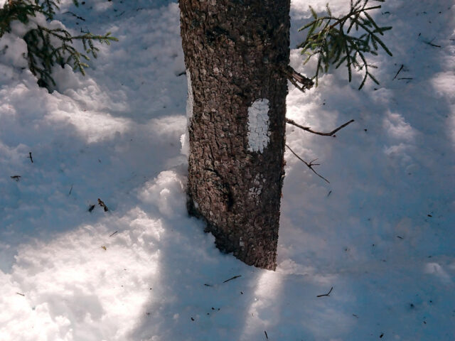 A tree trunk with a white trail blaze on it, just above the snow and almost buried