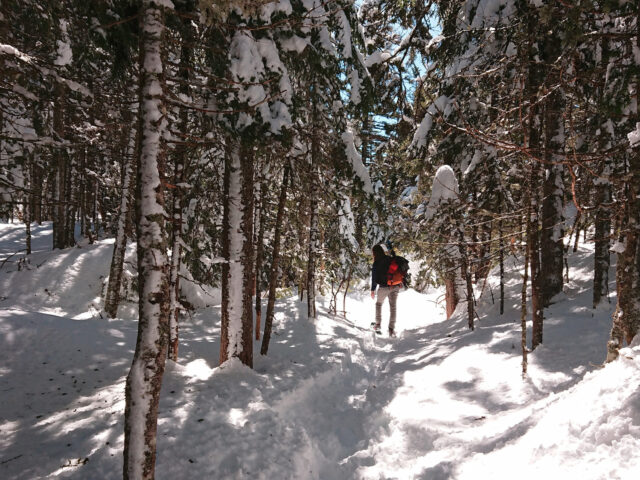 A person snowshoeing uphill in deep snow and between snow-covered fir trees